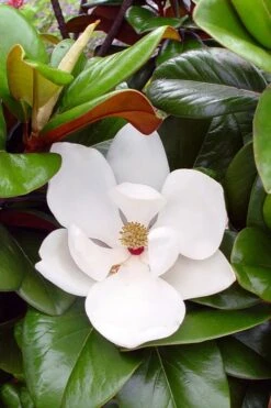 New Products 13 Teddy Bear Dwarf Southern Magnolia - 7 Gallon Pot (3-4')