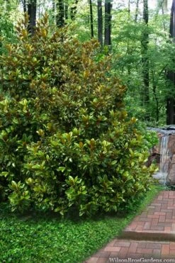 Victoria Cold Hardy Evergreen Magnolia - 7 Gallon Pot (5-6') -Green Haven Shop magnolia victoria 9