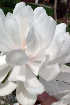 Wildcat Star Magnolia Tree - 3 Gallon Pot -Green Haven Shop magnolia x loebneri wildcat star magnolia 1