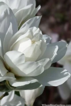 Wildcat Star Magnolia Tree - 3 Gallon Pot -Green Haven Shop magnolia x loebneri wildcat star magnolia 6