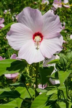 Rose Mallow Hardy Hibiscus (Hibiscus Moscheutos) - 2.5 Quart Pot -Green Haven Shop mallow rose 500x750 1