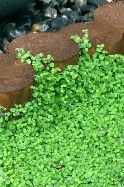 Corsican Mint (Mentha Requienii) - 5 Pack Of Pint Pots -Green Haven Shop mentha requienii corsican mint 1