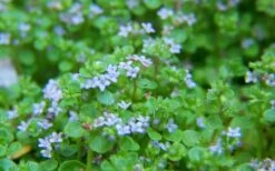 Corsican Mint (Mentha Requienii) - 5 Pack Of Pint Pots -Green Haven Shop mentha requienii corsican mint 2