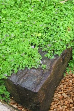 Corsican Mint (Mentha Requienii) - 5 Pack Of Pint Pots -Green Haven Shop mentha requienii corsican mint 5