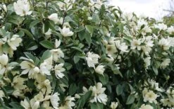 Fairy White Magnolia - 3 Gallon Pot -Green Haven Shop michelia doltsopa fairy white magnolia 10