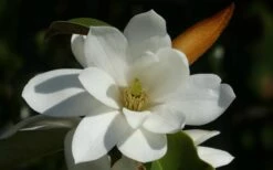 Fairy White Magnolia - 3 Gallon Pot -Green Haven Shop michelia doltsopa fairy white magnolia 11