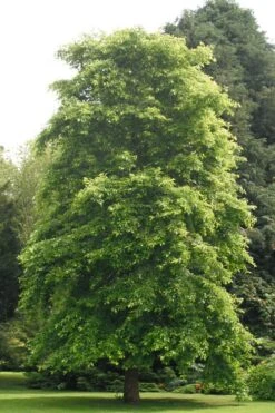 Black Gum Tupelo Tree (Nyssa Sylvatica) - 1 Gallon Pot -Green Haven Shop nyssa sylvatica black gum tupelo tree 2 1