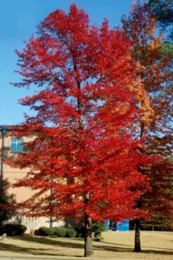 Black Gum Tupelo Tree (Nyssa Sylvatica) - 1 Gallon Pot -Green Haven Shop nyssa sylvatica black gum tupelo tree 3 1