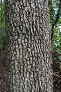 Black Gum Tupelo Tree (Nyssa Sylvatica) - 1 Gallon Pot -Green Haven Shop nyssa sylvatica black gum tupelo tree bark 1 1