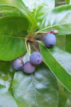 Black Gum Tupelo Tree (Nyssa Sylvatica) - 1 Gallon Pot -Green Haven Shop nyssa sylvatica black gum tupelo tree fruit 1 1