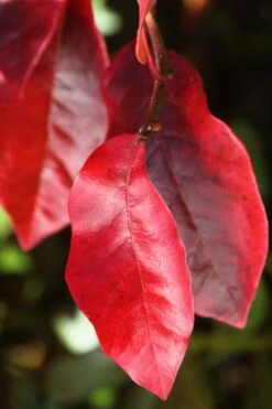 Black Gum Tupelo Tree (Nyssa Sylvatica) - 1 Gallon Pot -Green Haven Shop nyssa sylvatica black gum tupelo tree leaf 2