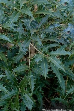 Jim Porter Sweet Toothed Tea Olive - 7 Gallon Pot (3-4') -Green Haven Shop osmanthus armatus jim porter tea olive 6