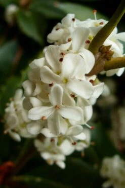 Fortune's Cold Hardy Tea Olive (Fragrant Osmanthus) - 3 Gallon Pot -Green Haven Shop osmanthus fortunei fragrant tea olive 2 1