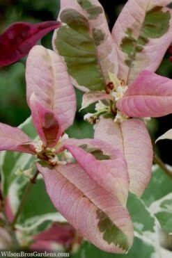 Pink Flush Variegated Tea Olive (Osmanthus Fragrans 'Yinbi Shuanghui') - Quart Pot 10 Pink Flush Variegated Tea Olive (Osmanthus Fragrans 'Yinbi Shuanghui') - Quart Pot -Green Haven Shop osmanthus frangrans yinbi shuangui variegated tea olive 10 5