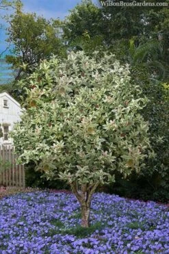 Pink Flush Variegated Tea Olive (Osmanthus Fragrans 'Yinbi Shuanghui') - 6 Pack Of Quart Pots -Green Haven Shop osmanthus frangrans yinbi shuangui variegated tea olive 8 4