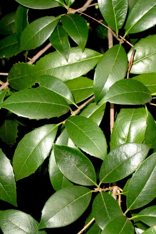 Fruitland's Fortune Tea Olive (Fragrant Osmanthus) - 1 Gallon Pot 5 Fruitland's Fortune Tea Olive (Fragrant Osmanthus) - 1 Gallon Pot - Image 5