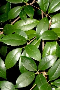 Fruitland's Fortune Tea Olive Single Trunk Tree - 7 Gallon Pot (4-5') 9 Fruitland's Fortune Tea Olive Single Trunk Tree - 7 Gallon Pot (4-5') -Green Haven Shop osmanthus fruitlands fortune tea olive 1