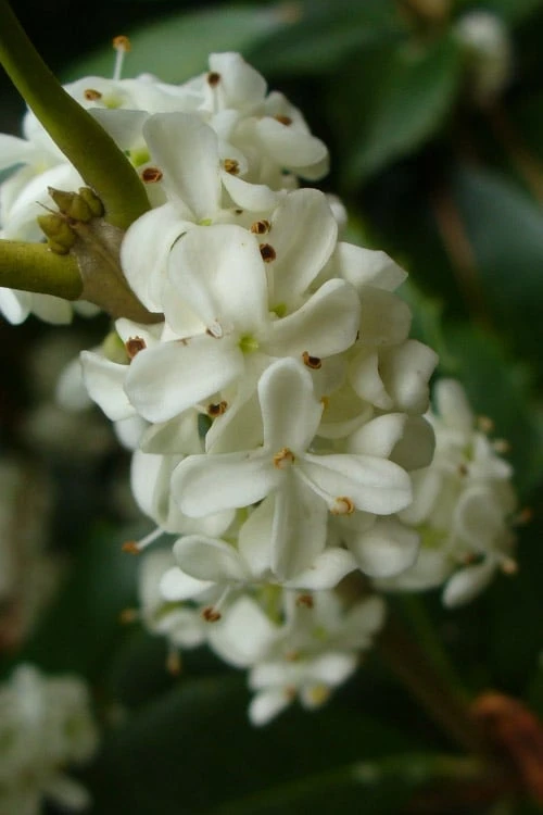 Fruitland's Fortune Tea Olive (Fragrant Osmanthus) - 1 Gallon Pot 1 Fruitland's Fortune Tea Olive (Fragrant Osmanthus) - 1 Gallon Pot
