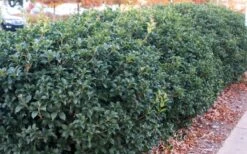 Fruitland's Fortune Tea Olive (Fragrant Osmanthus) - 1 Gallon Pot 11 Fruitland's Fortune Tea Olive (Fragrant Osmanthus) - 1 Gallon Pot -Green Haven Shop osmanthus fruitlands fortune tea olive 4