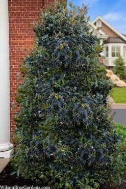 Gulftide Hardy Tea Olive (Osmanthus) - 3 Gallon Pot -Green Haven Shop osmanthus heterophyllus gulftide tea olive false holly 5