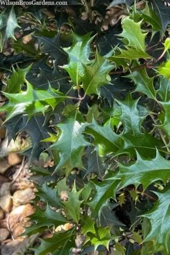 Gulftide Hardy Tea Olive (Osmanthus) - 3 Gallon Pot -Green Haven Shop osmanthus heterophyllus gulftide tea olive false holly 6