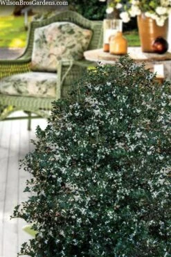 Party Princess 'Kaori Hime' Tea Olive - 7 Gallon Pot (2-3') 12 Party Princess 'Kaori Hime' Tea Olive - 7 Gallon Pot (2-3') -Green Haven Shop osmanthus heterophyllus kaori hime party princess tea olive 15