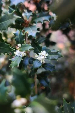 Party Princess 'Kaori Hime' Tea Olive - 7 Gallon Pot (2-3') 10 Party Princess 'Kaori Hime' Tea Olive - 7 Gallon Pot (2-3') -Green Haven Shop osmanthus kaori hime party princess tea olive 1