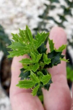 Party Princess 'Kaori Hime' Tea Olive - 7 Gallon Pot (2-3') 13 Party Princess 'Kaori Hime' Tea Olive - 7 Gallon Pot (2-3') -Green Haven Shop osmanthus kaori hime party princess tea olive 2