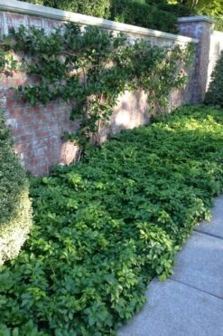 Pachysandra - Japanese Spurge - 18 Count Flat Of Pint Pots -Green Haven Shop pachysandra terminalis japanese spurge 107