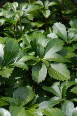 Pachysandra - Japanese Spurge - 18 Count Flat Of Pint Pots -Green Haven Shop pachysandra terminalis japanese spurge 108