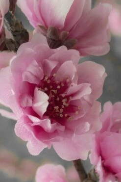 Corinthian Flowering Peach Tree - 2 Gallon Pot (3-4') -Green Haven Shop peach corinthian 24