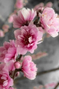 Corinthian Flowering Peach Tree - 3 Gallon Pot (4-5') -Green Haven Shop peach corinthian 2 thumbnail 1