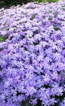 Blue Creeping Phlox - 1 Gallon Pot -Green Haven Shop phlox subulata blue creeping 1