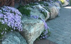 Blue Creeping Phlox - 1 Gallon Pot -Green Haven Shop phlox subulata blue creeping 4
