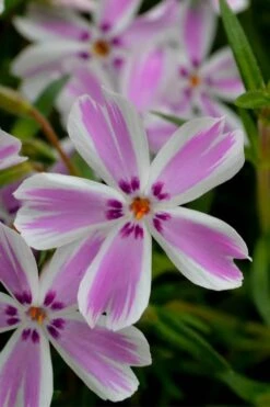 Candy Stripe Creeping Phlox - 1 Gallon Pot -Green Haven Shop phlox subulata candy stripe creeping 21