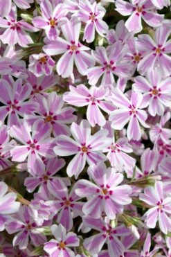 Candy Stripe Creeping Phlox - 1 Gallon Pot -Green Haven Shop phlox subulata candy stripe creeping 25