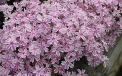 Candy Stripe Creeping Phlox - 1 Gallon Pot -Green Haven Shop phlox subulata candy stripe creeping 29