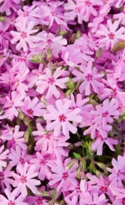 Pink Creeping Phlox - 1 Gallon Pot 8 Pink Creeping Phlox - 1 Gallon Pot -Green Haven Shop phlox subulata pink creeping 1 1