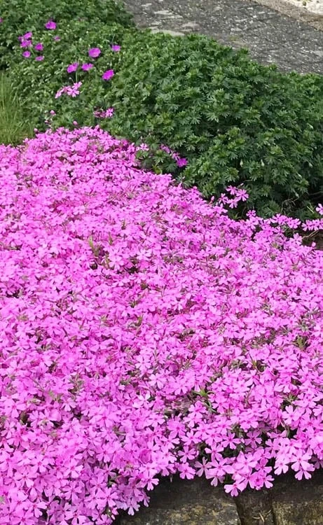 Pink Creeping Phlox - 1 Gallon Pot 5 Pink Creeping Phlox - 1 Gallon Pot - Image 5