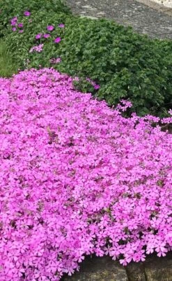 Pink Creeping Phlox - 6 Pack Of Pint Pots -Green Haven Shop phlox subulata pink creeping 2 2