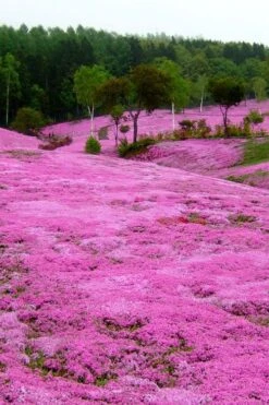 Pink Creeping Phlox - 6 Pack Of Pint Pots -Green Haven Shop phlox subulata pink creeping phlox 100