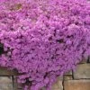 Pink Creeping Phlox - 1 Gallon Pot