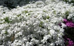 White Creeping Phlox - 1 Gallon Pot -Green Haven Shop phlox subulata white 2