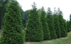 Green Giant Arborvitae - 3 Gallon Pot -Green Haven Shop picture arborvitae green giant 2 3