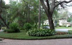 Asian Jasmine - Asiatic Jasmine - 6 Pack Of Pint Pots -Green Haven Shop picture asian jasmine 8