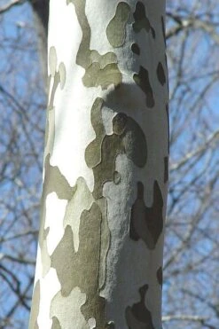 American Sycamore Tree - 3 Pack Of 1.5 Quart Pots -Green Haven Shop platanus occidentalis american sycamore tree 1