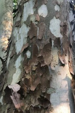 American Sycamore Tree - 3 Pack Of 1.5 Quart Pots -Green Haven Shop platanus occidentalis american sycamore tree 6