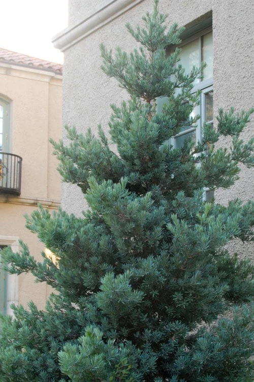 Blue Podocarpus Yew - 3 Gallon Pot 1 Blue Podocarpus Yew - 3 Gallon Pot