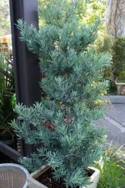 Blue Podocarpus Yew - 7 Gallon Pot -Green Haven Shop podocarpus elongatus blue podocarpus 4
