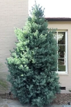 Blue Podocarpus Yew - 7 Gallon Pot -Green Haven Shop podocarpus elongatus blue podocarpus 5